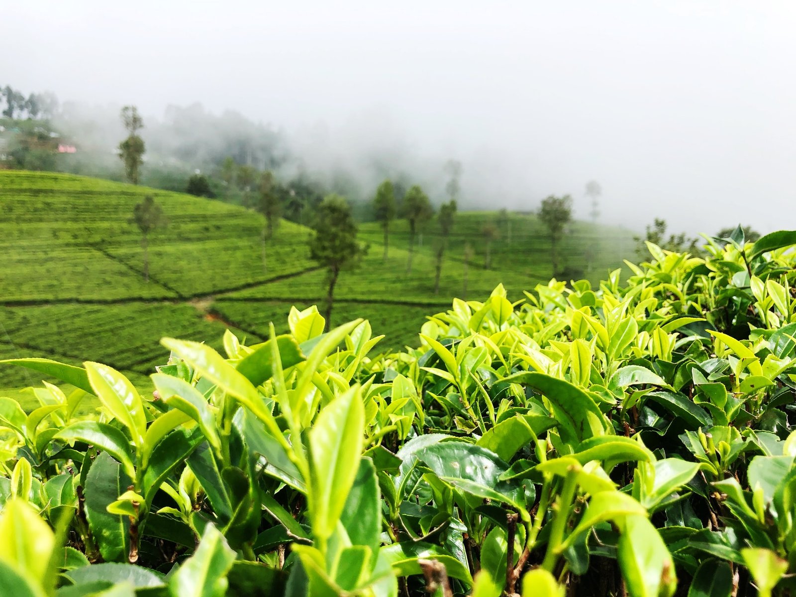 ceylon tea